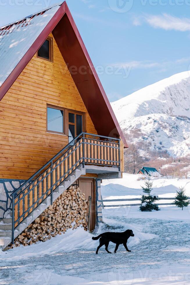 Black dog walks past a wooden two-story house in the snow photo