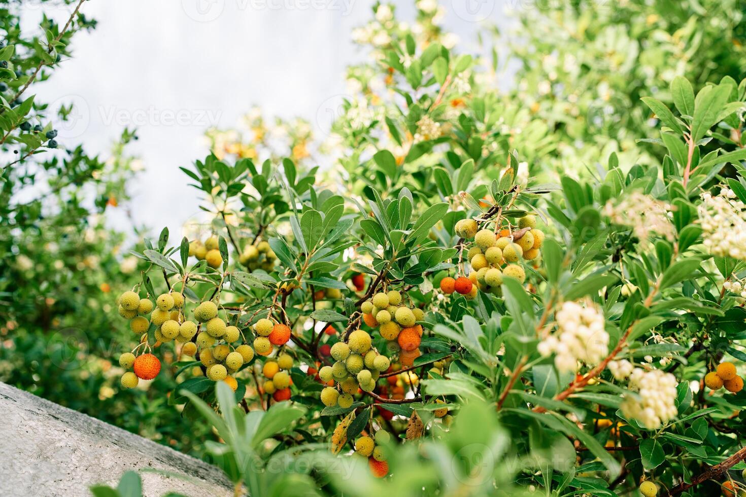 Blooming and fruiting strawberry tree grows in a green garden photo