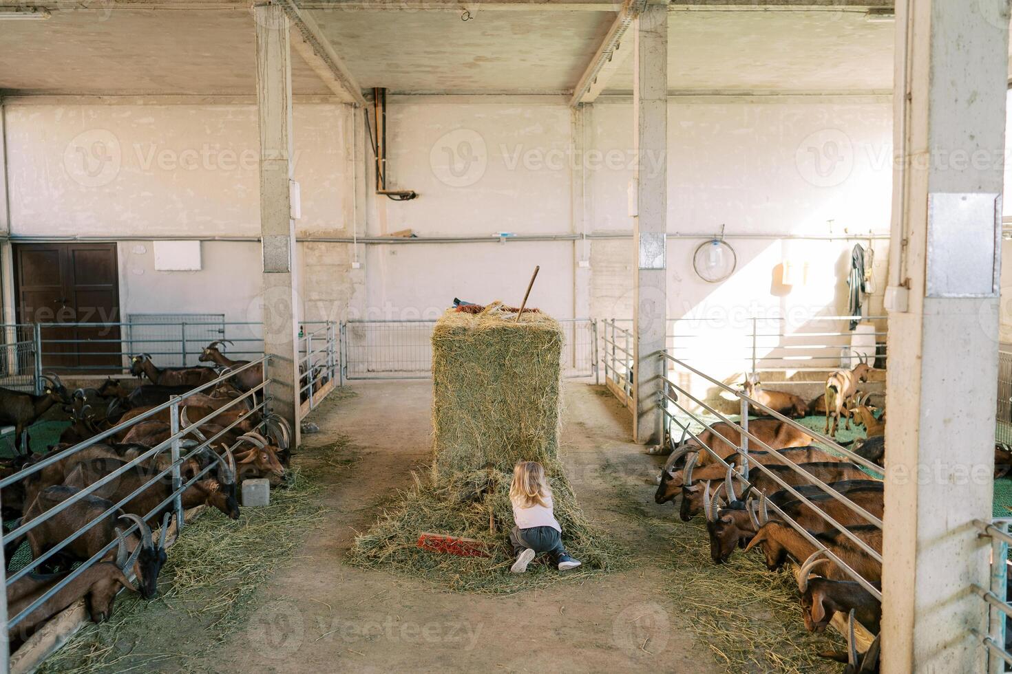 Little girl rakes hay while squatting next to a haystack on a farm with goats in pens. Back view photo