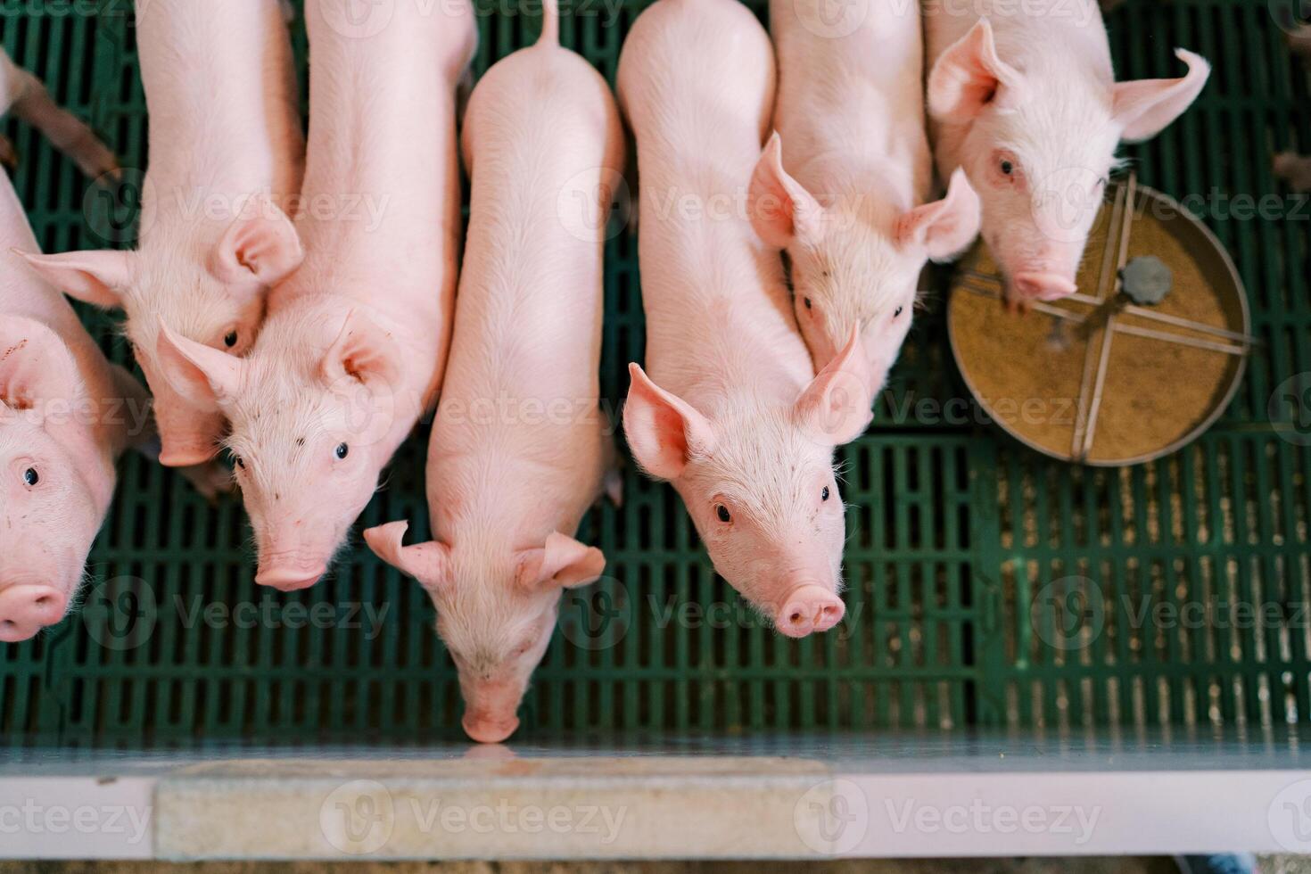 pequeño rosado lechones estar a el cerca de el bolígrafo cerca el alimentador y Mira arriba foto