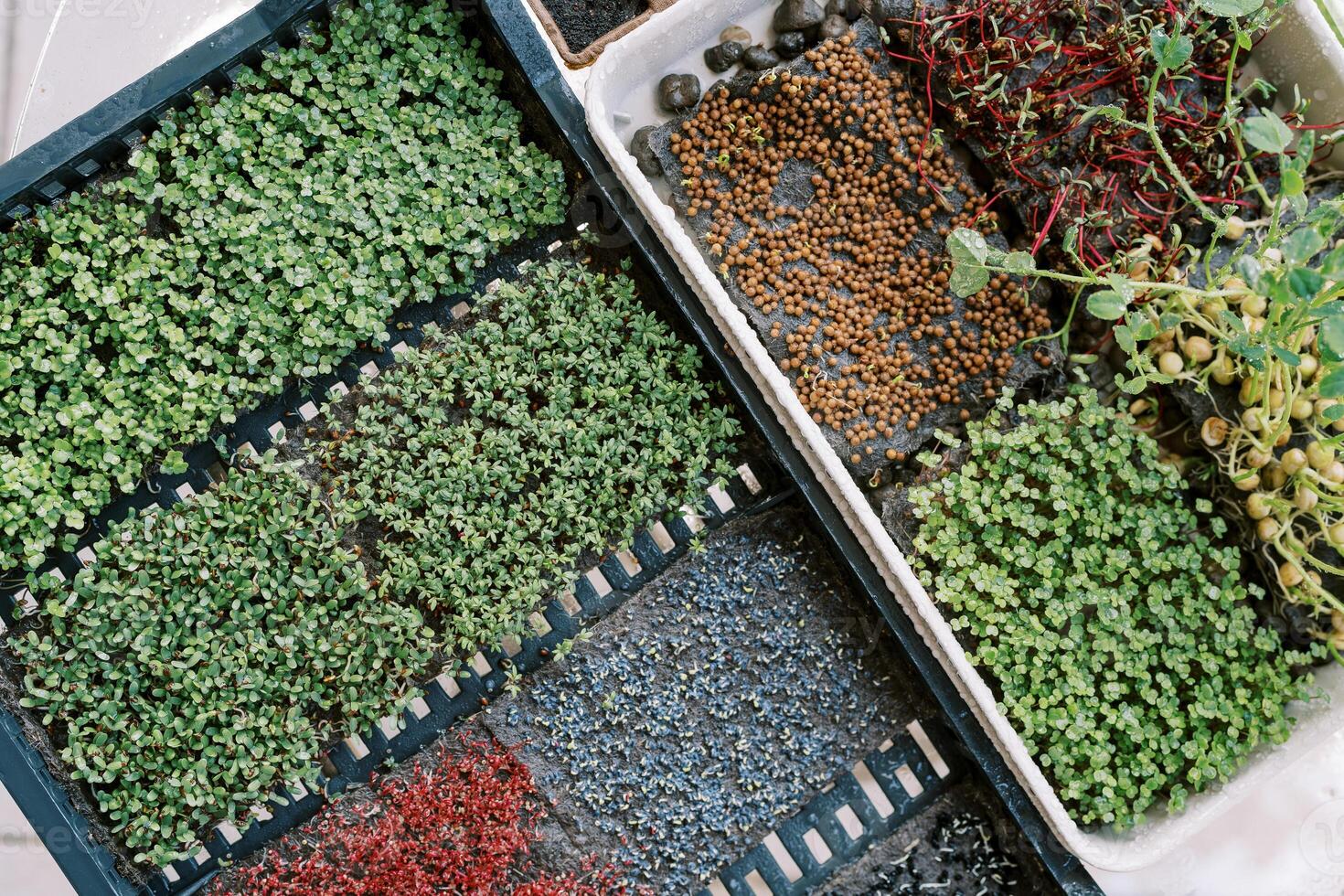 multicolor microgreens crecer en rayas en cajones en el mesa. parte superior ver foto