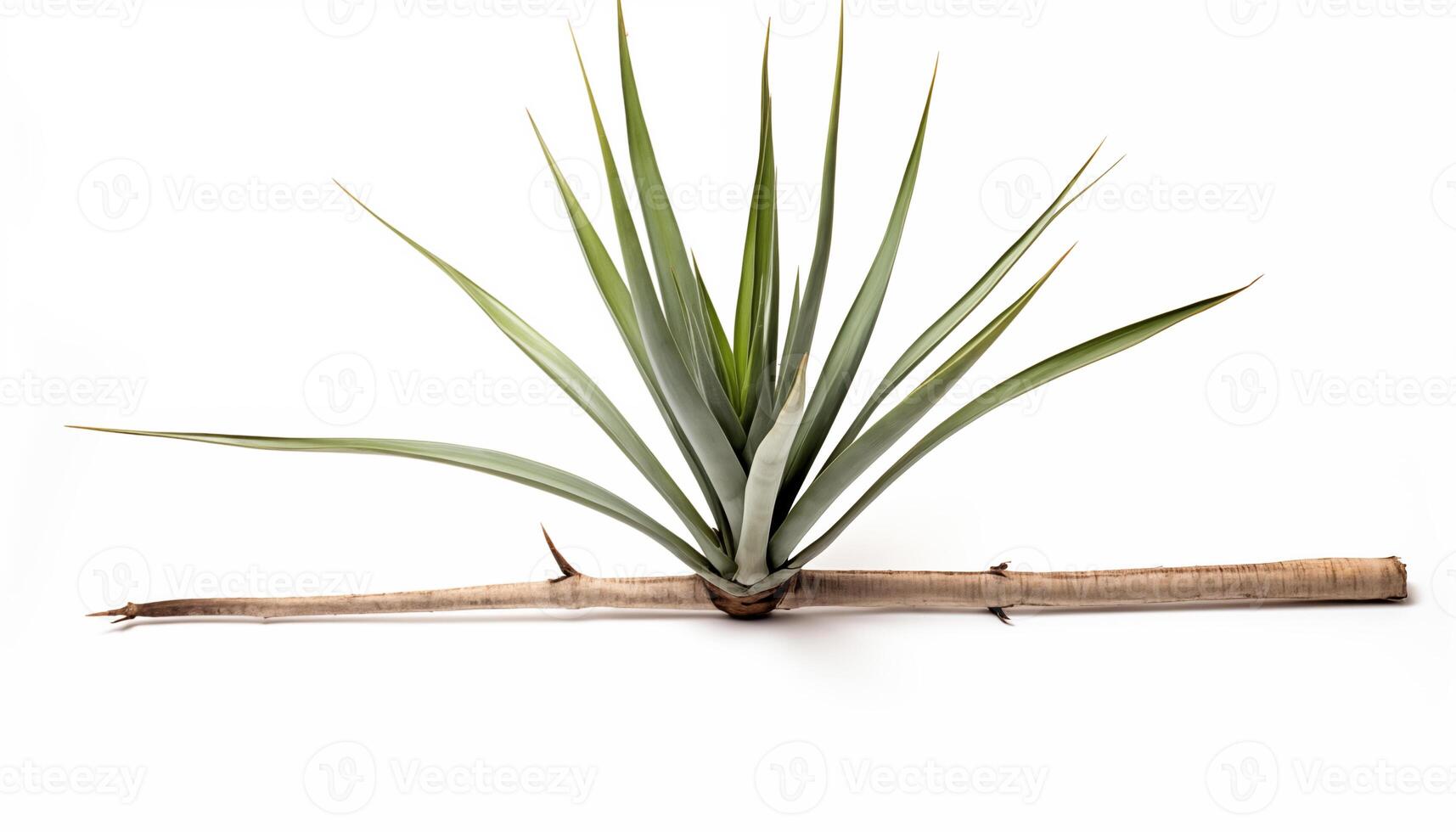 ai generado un yuca planta con sus agudo como una espada hojas aislado, blanco antecedentes foto