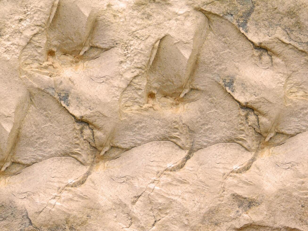 Outdoor stone texture photo