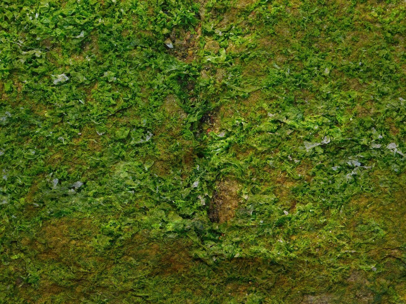 Outdoor stone texture photo