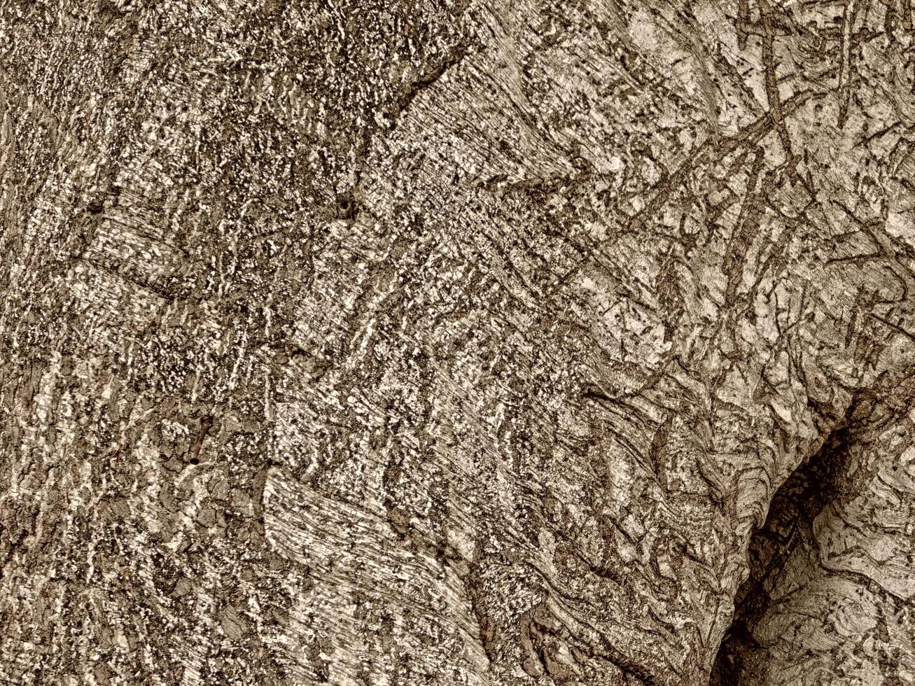 Brown Wood Texture photo