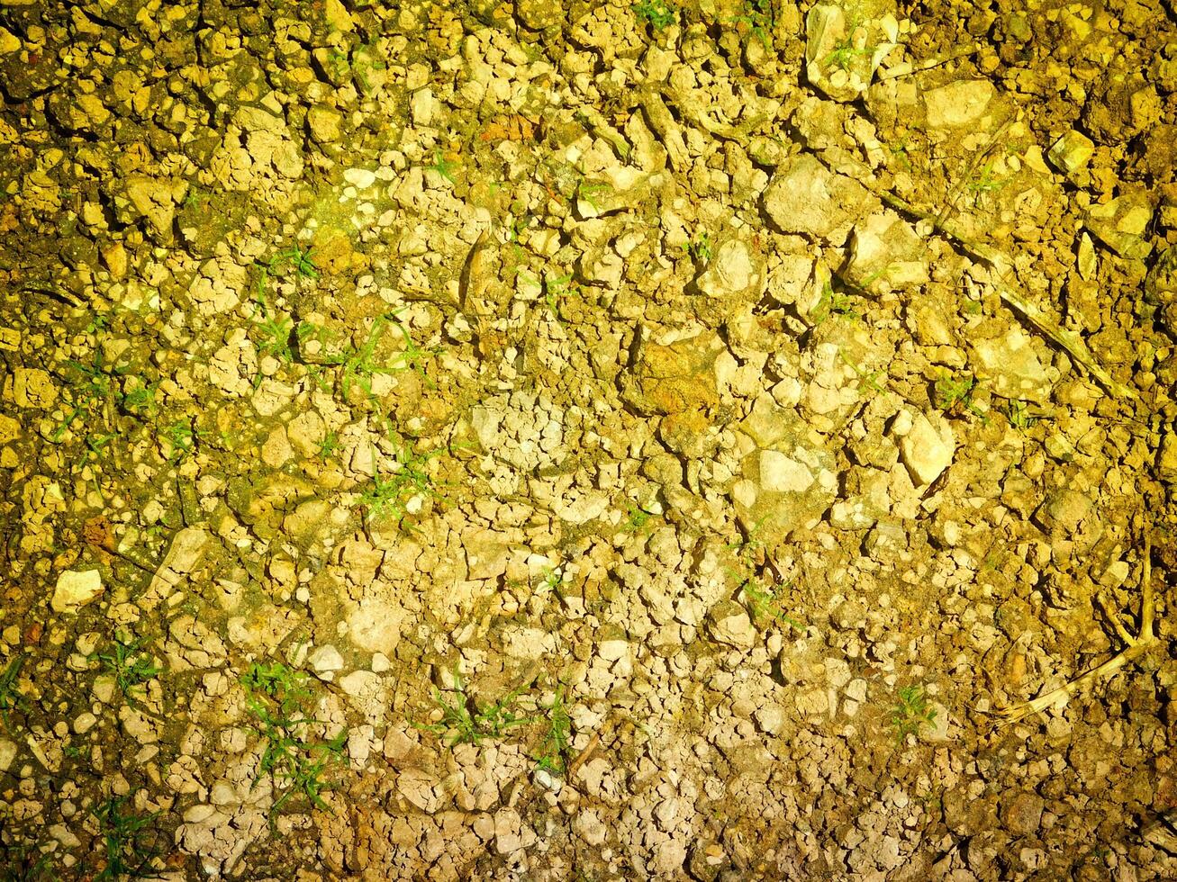Ground Texture In The Garden photo