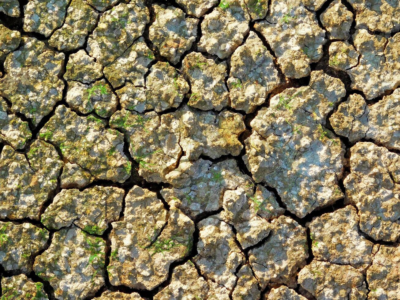 Ground Texture In The Garden photo