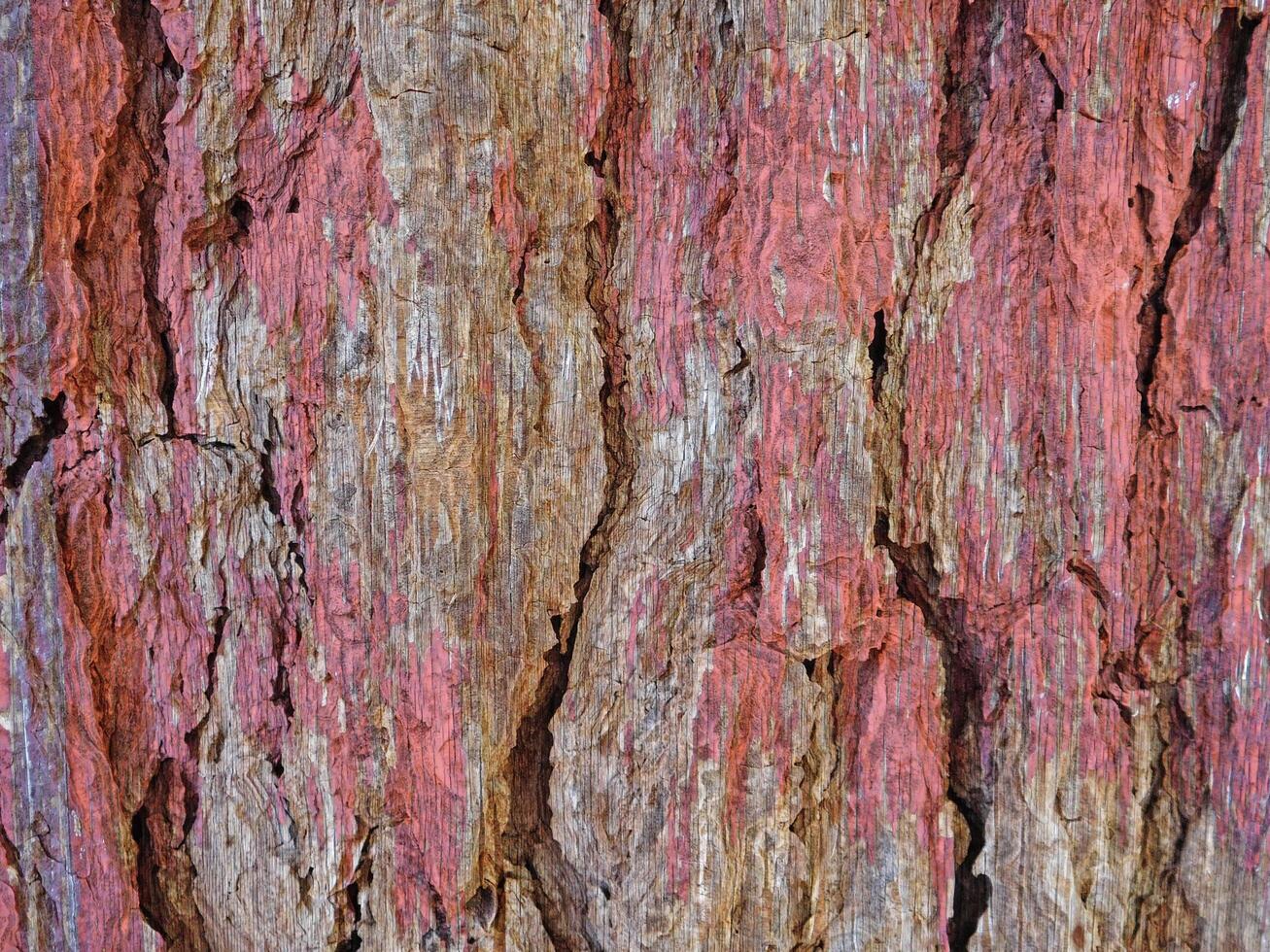 textura de madera al aire libre en el jardín foto