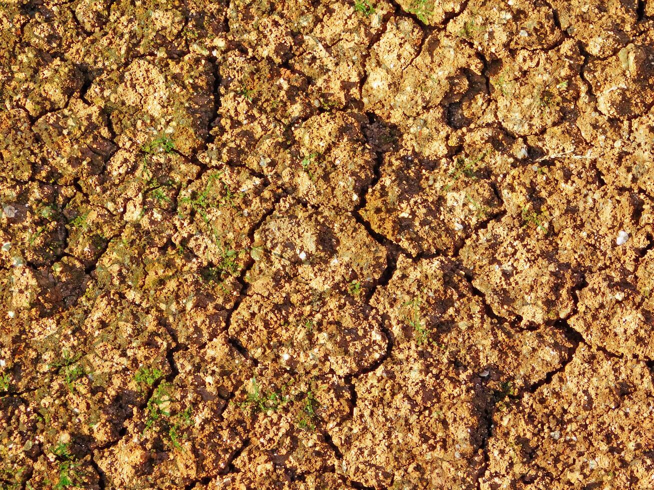 Ground Texture In The Garden photo