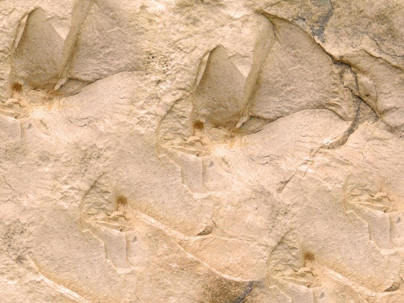 textura de piedra en el jardín foto