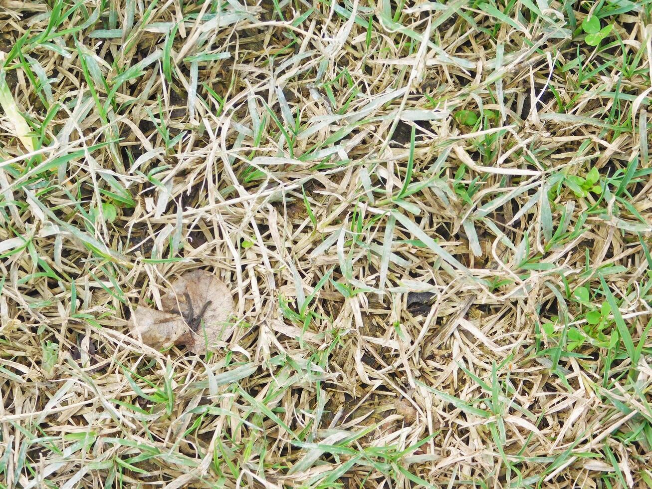 Texture Of Lawn Outdoors In The Garden photo