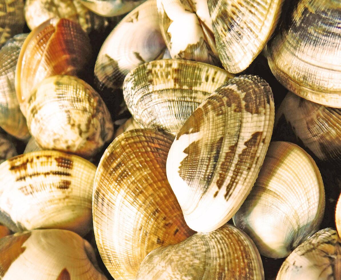 clam texture in the kitchen photo