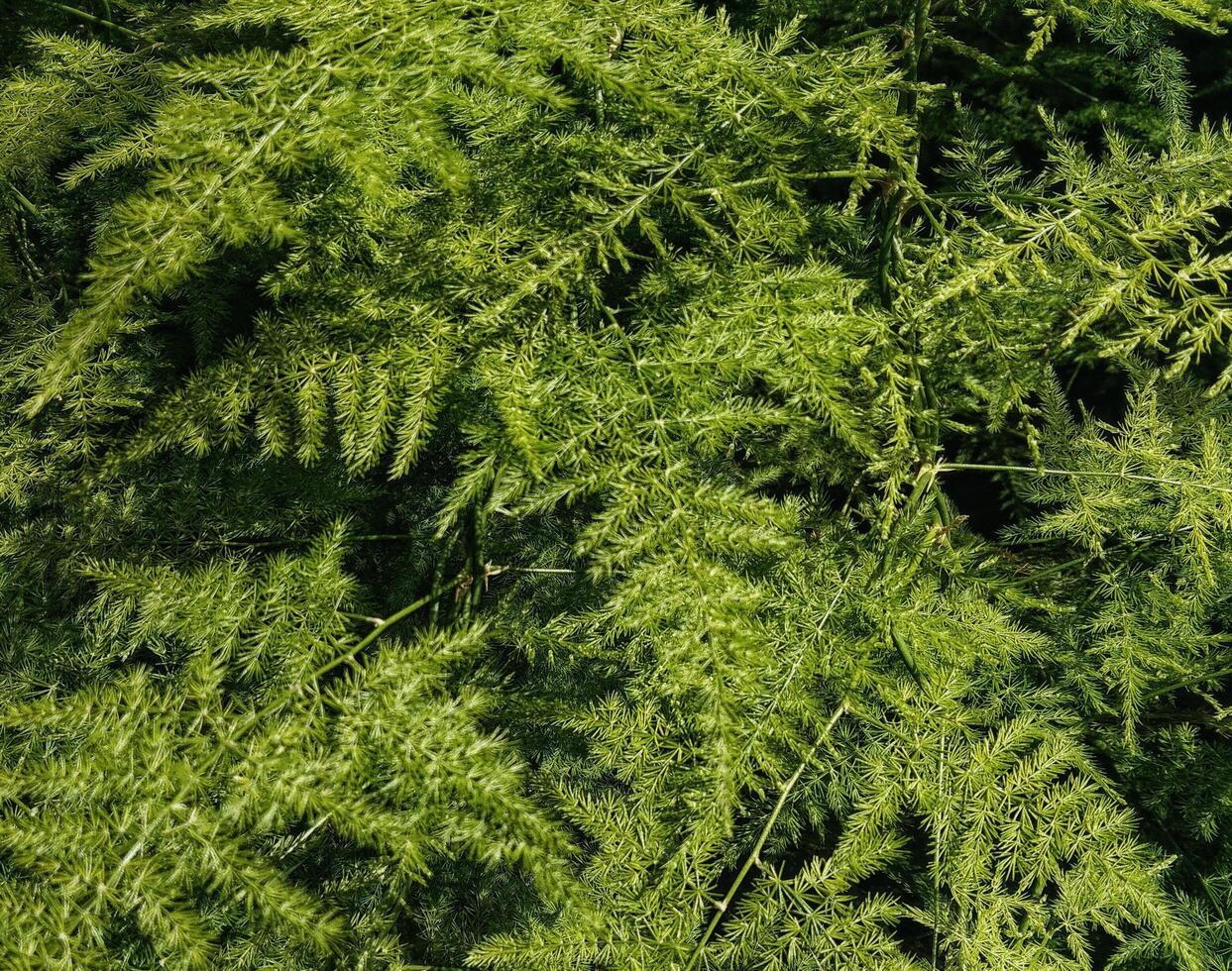 Green plant outdoor photo
