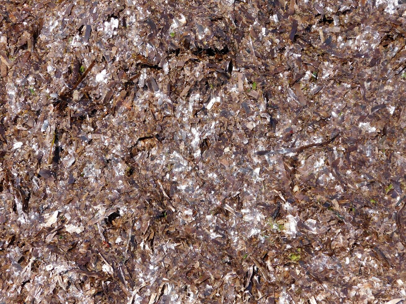 Seaweed texture outdoor photo