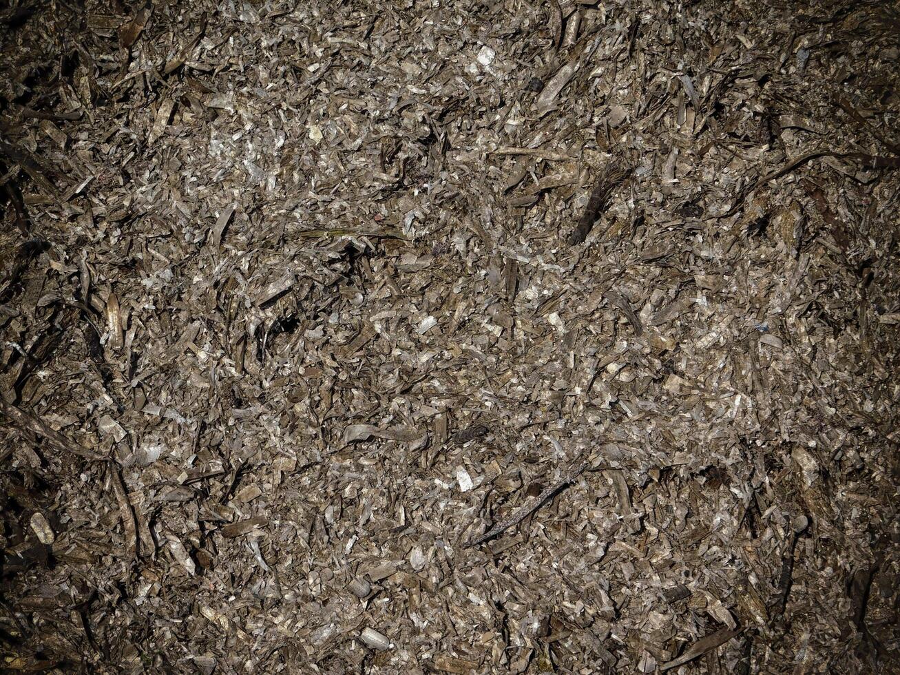 Texture Of Dark Seaweed At The Sea photo
