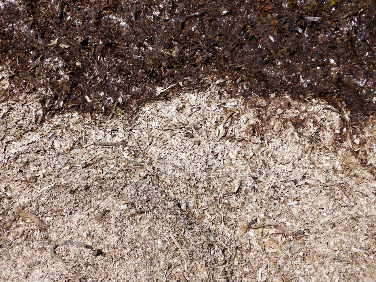seaweed texture outdoor photo