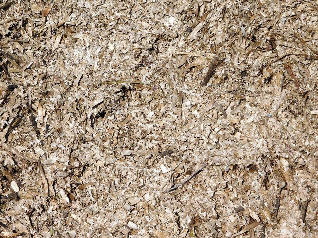 Seaweed texture outdoor photo