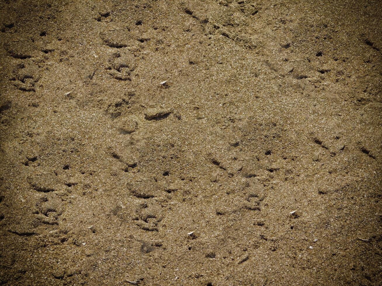 Texture Of Dark Sand At The Sea photo