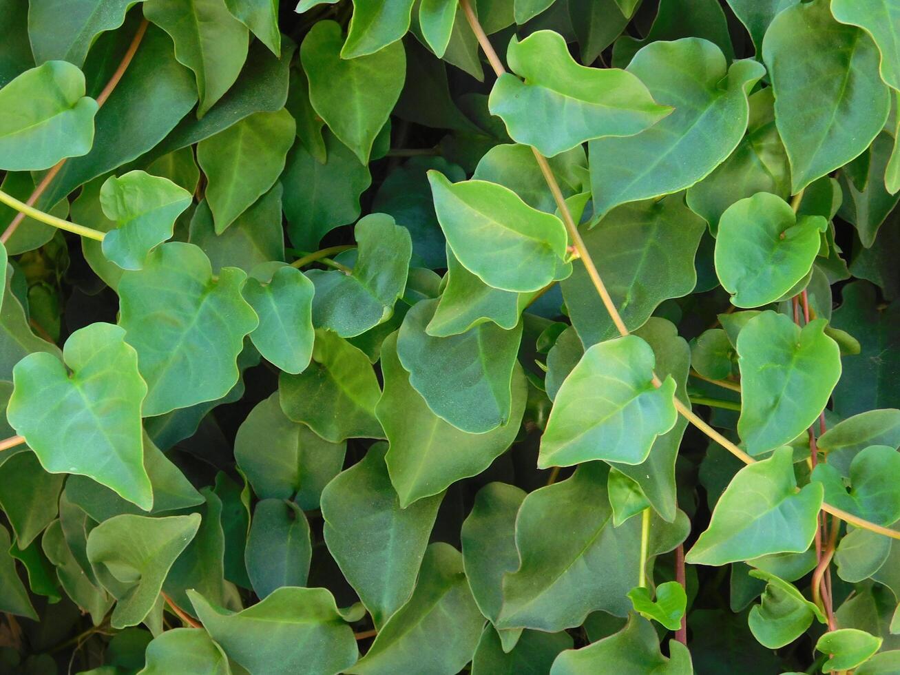 Plant outdoor in the garden photo