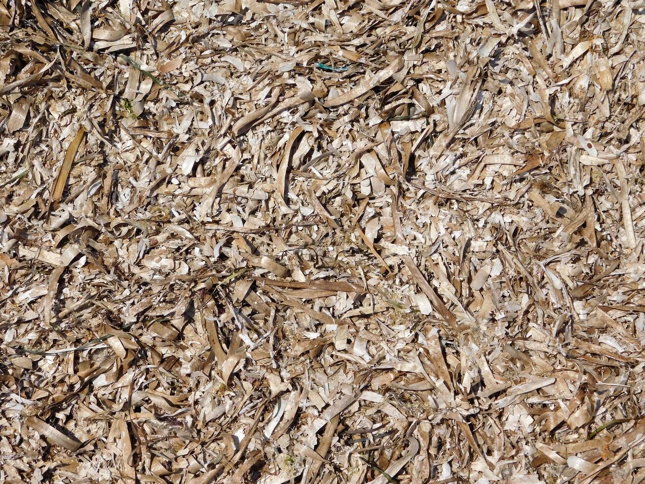 Seaweed texture outdoor photo