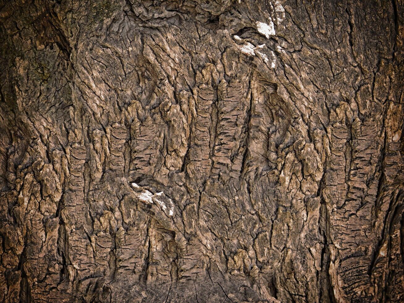 Dark Wood Texture In The Garden photo