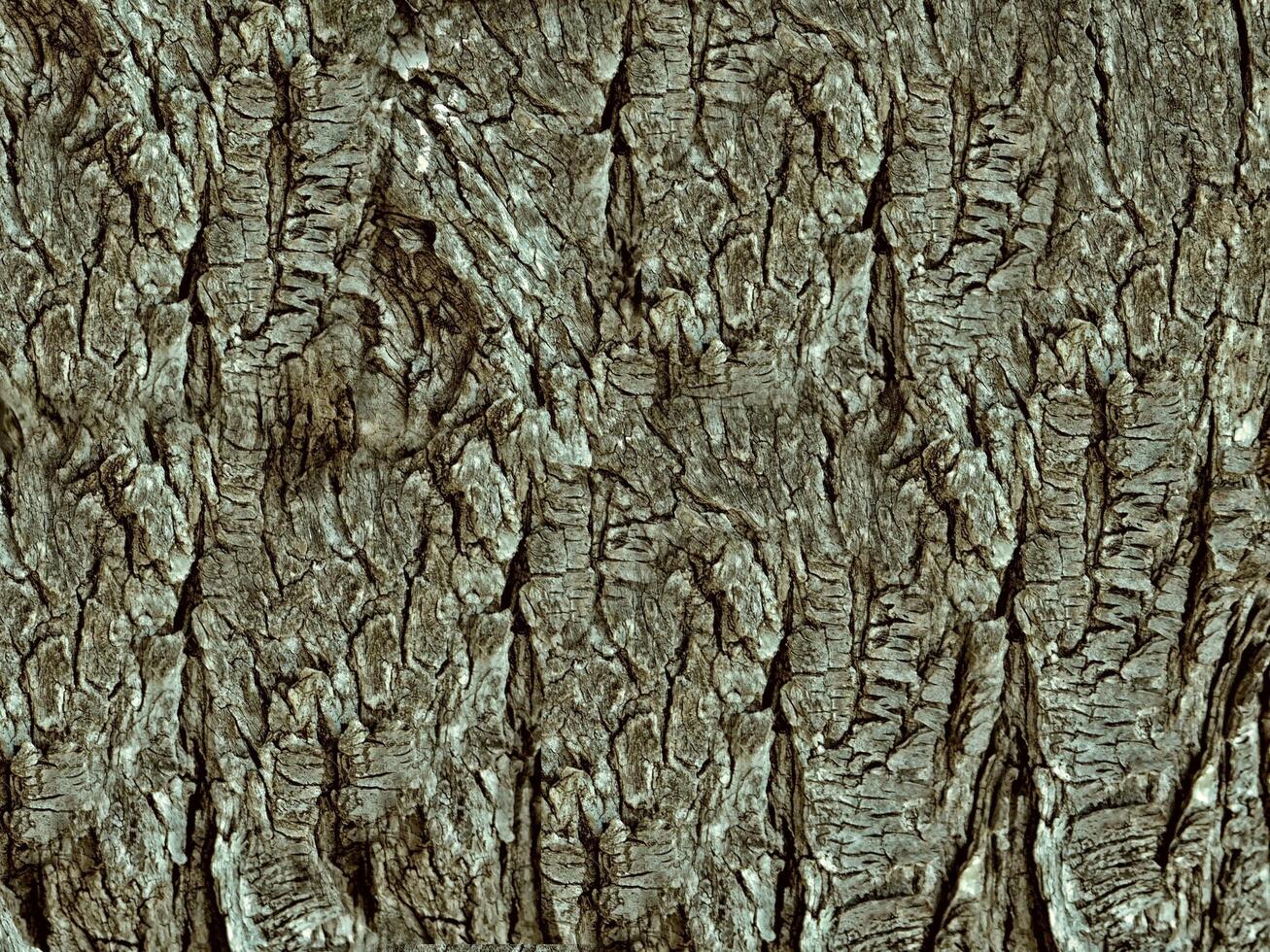 Brown Wood Texture photo