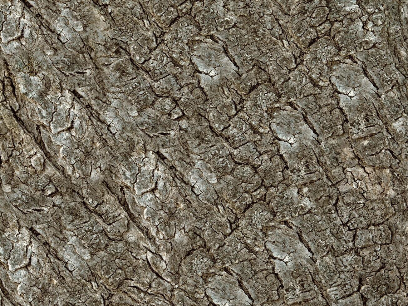 Brown Wood Texture photo
