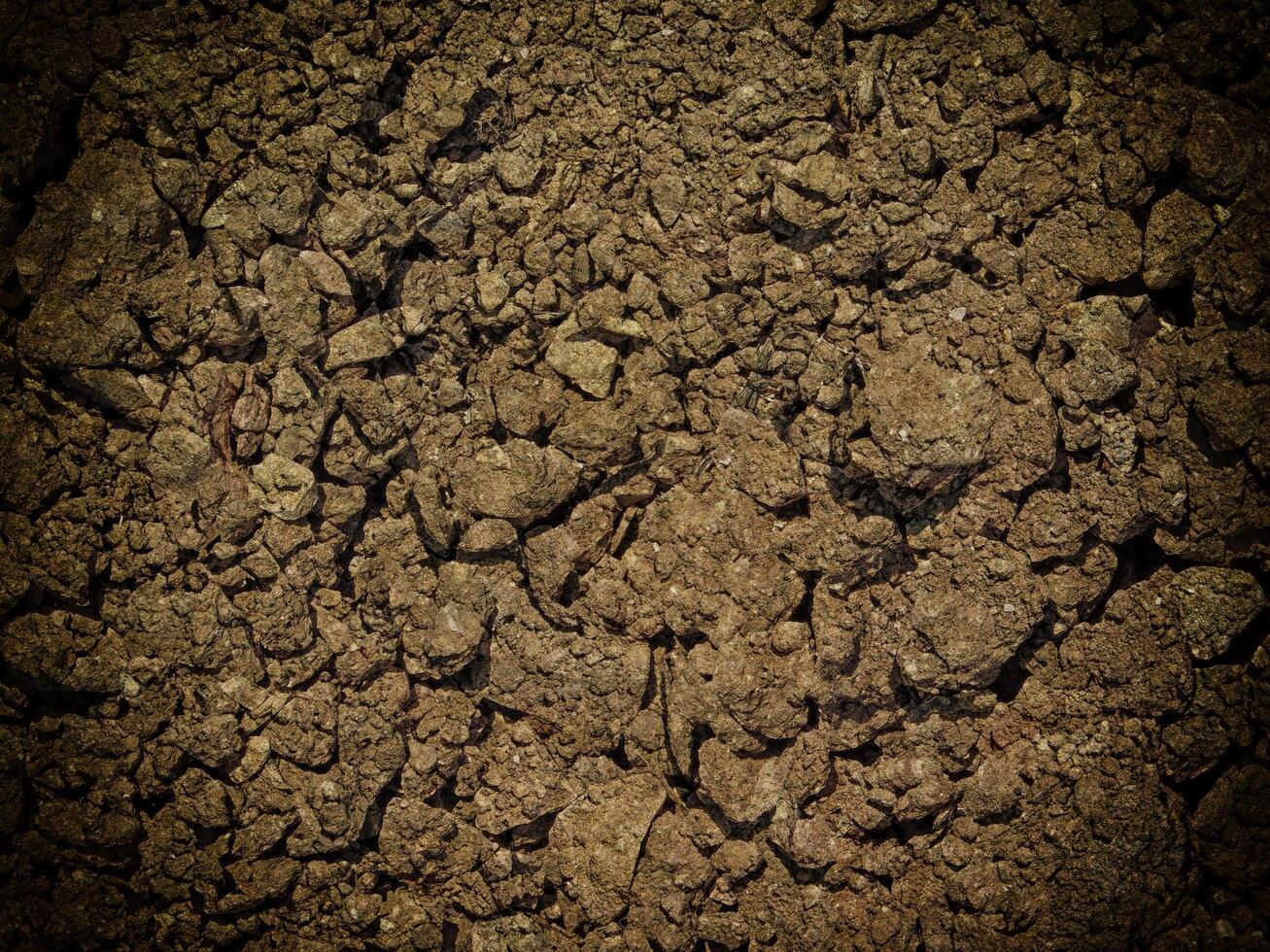 Dark Earth Texture In The Garden photo