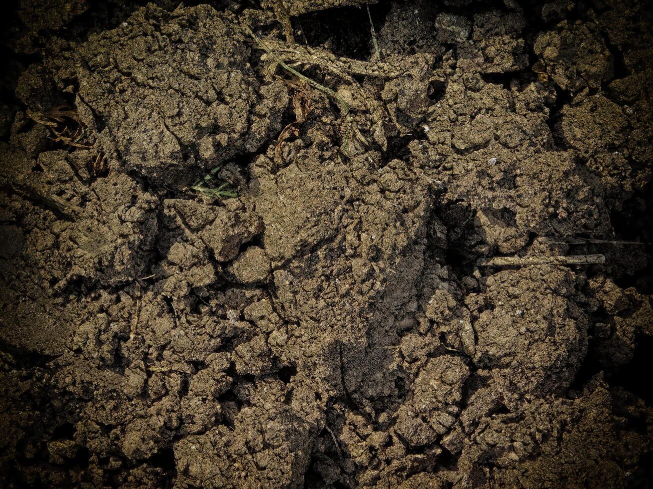 Dark Earth Texture In The Garden photo