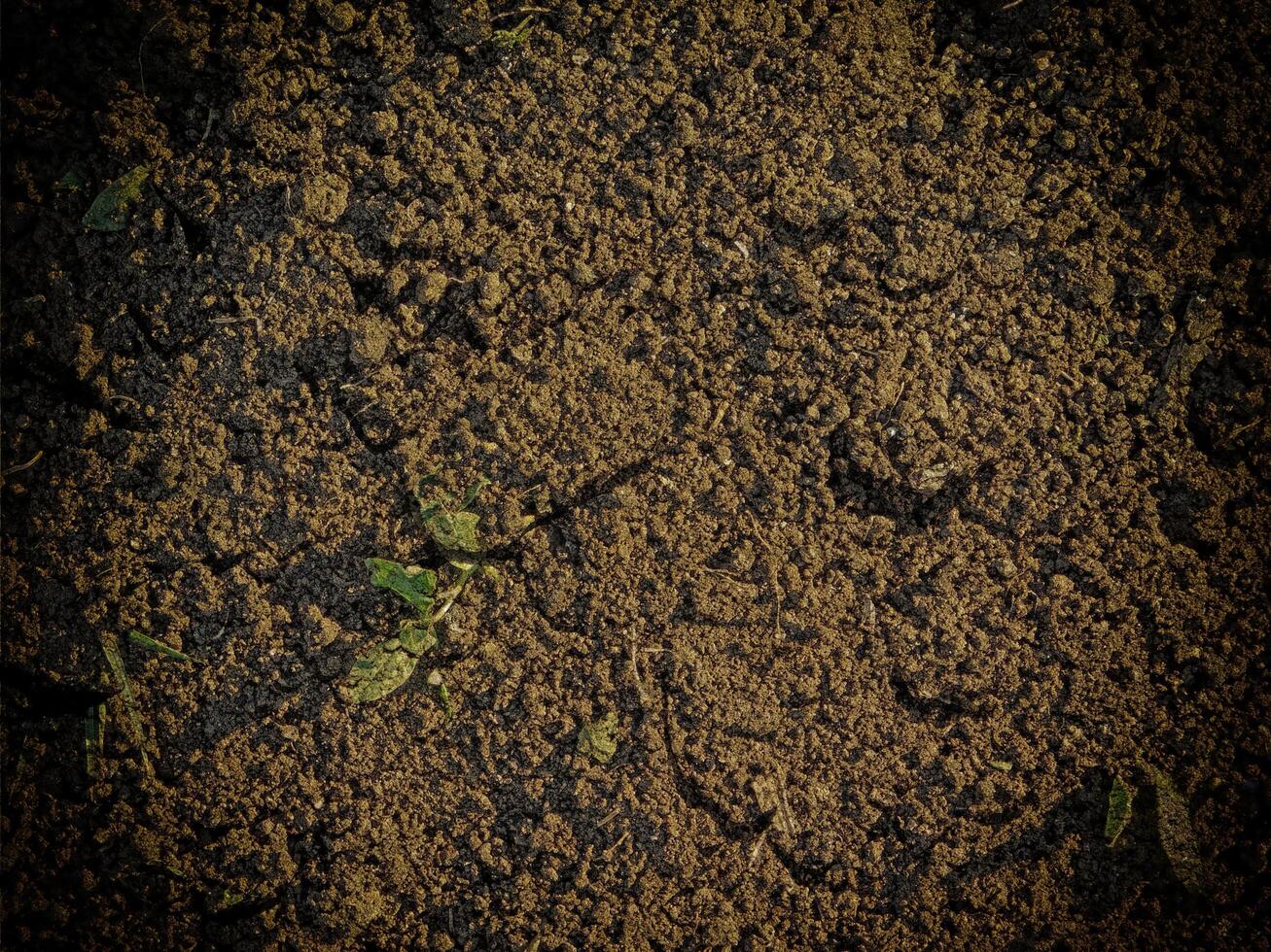 textura de tierra oscura en el jardín foto