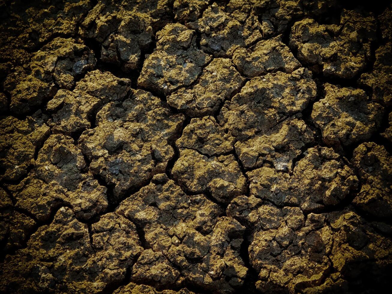 Dark Earth Texture In The Garden photo