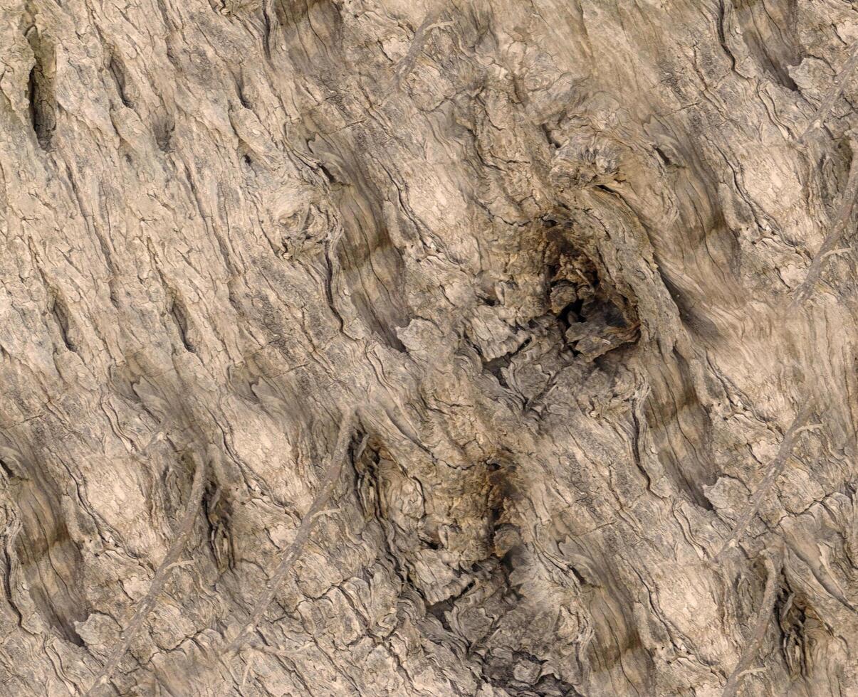 textura de tronco de árbol al aire libre foto