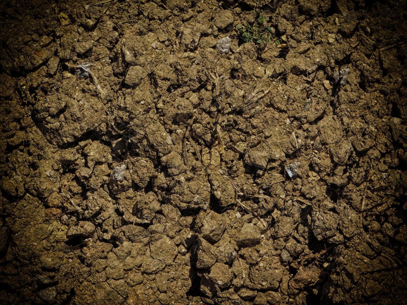 textura de tierra oscura en el jardín foto