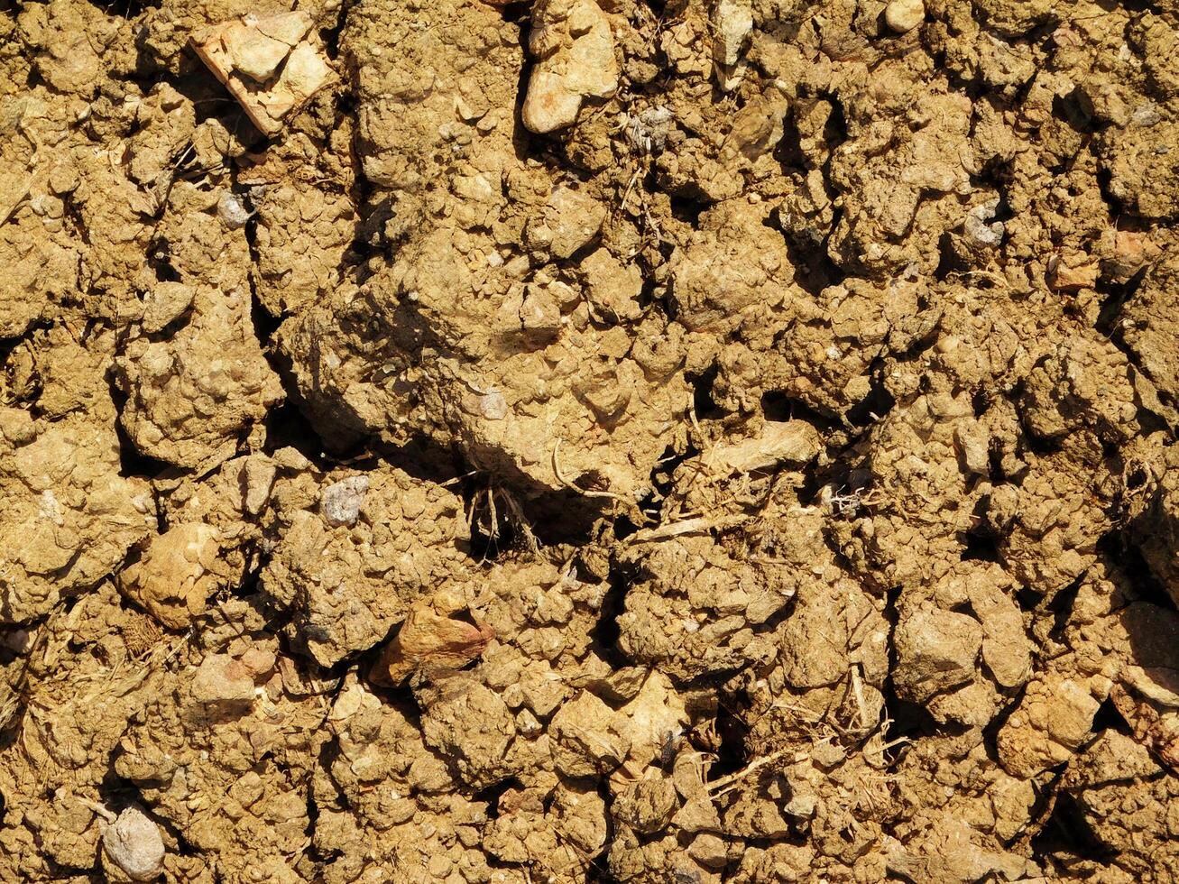 Ground Texture Outdoors In The Garden photo