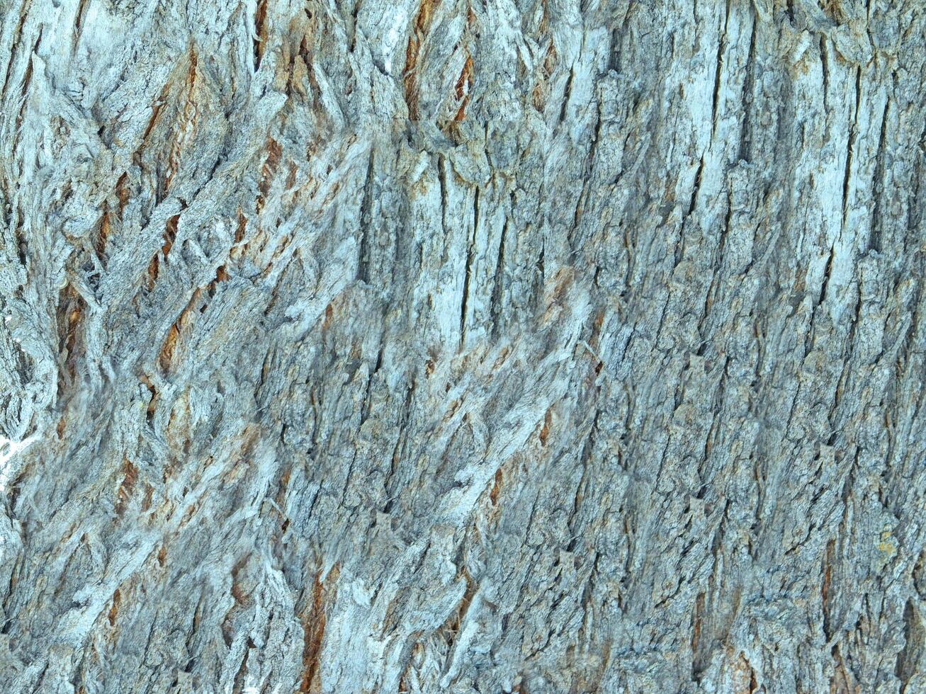 tree trunk texture photo