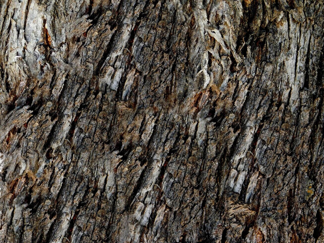 Dark Wood Texture photo