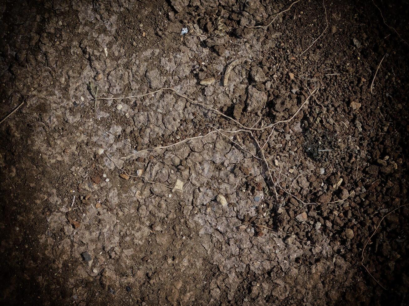 Dark Earth Texture In The Garden photo