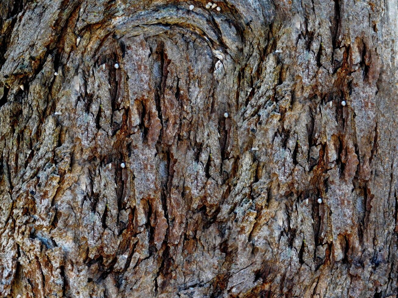 Dark Wood Texture photo