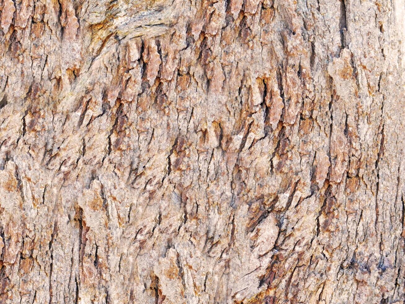 Tree trunk texture photo