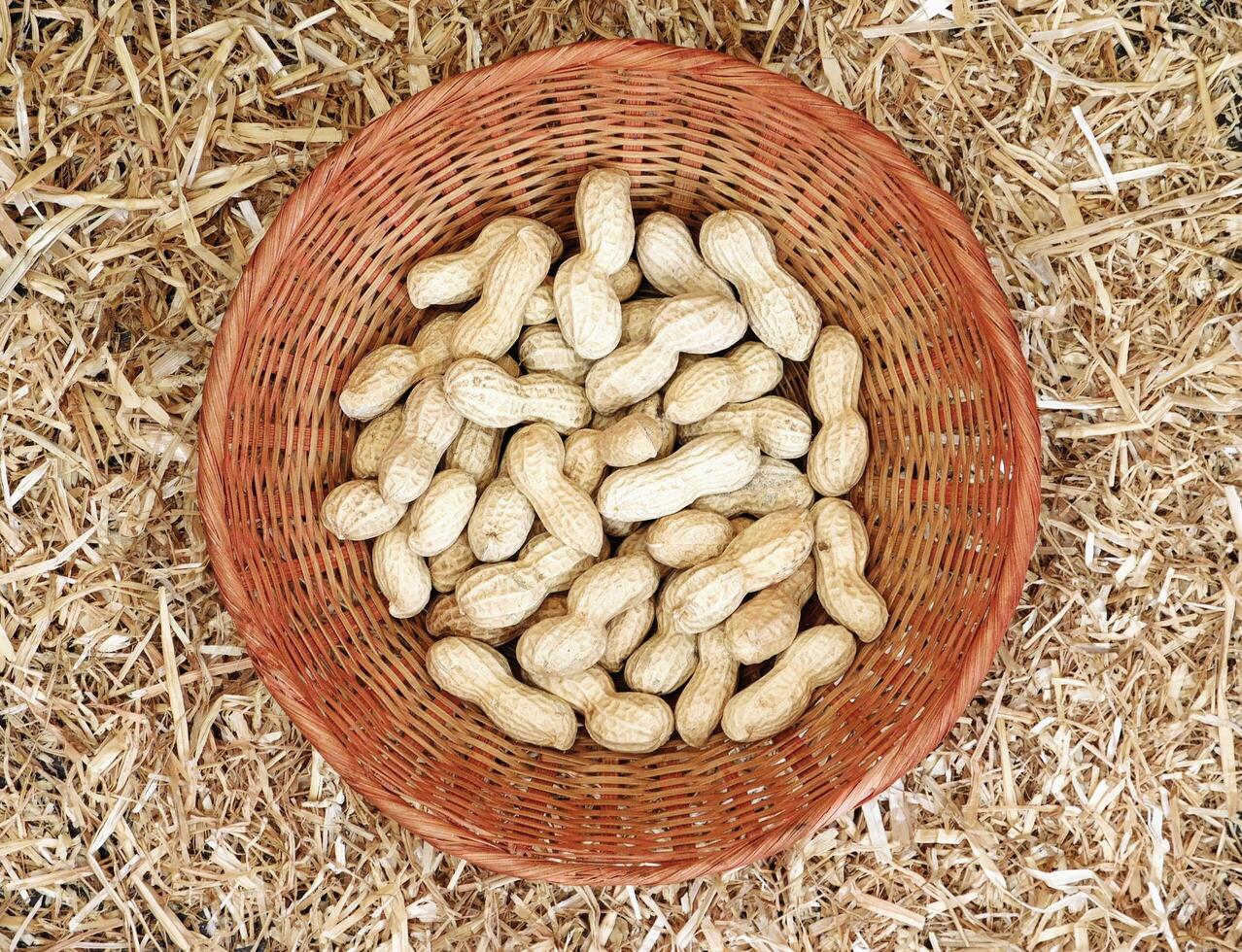 Peanuts in the garden photo