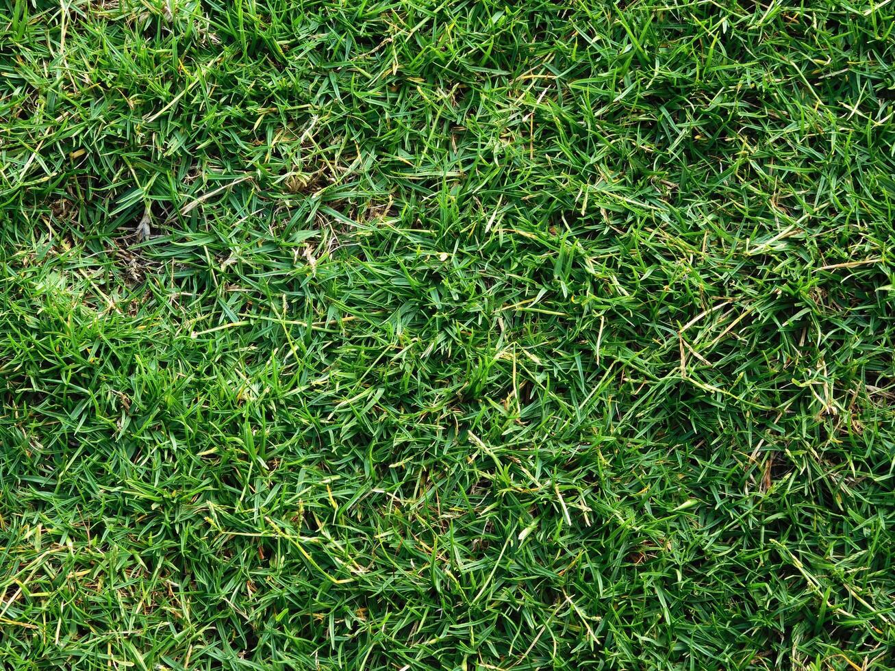 Lawn texture outdoor photo