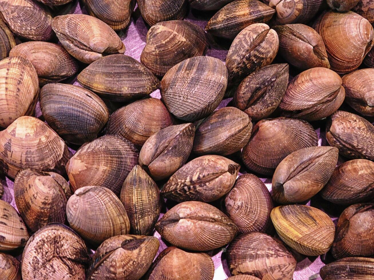Clam texture in the kitchen photo
