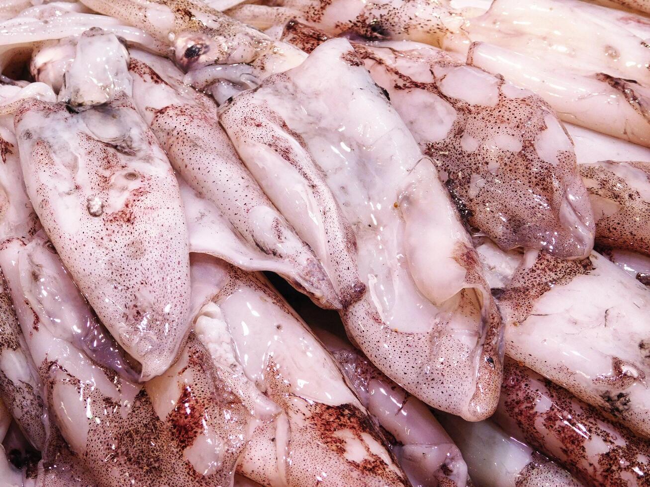 Squid in the kitchen photo