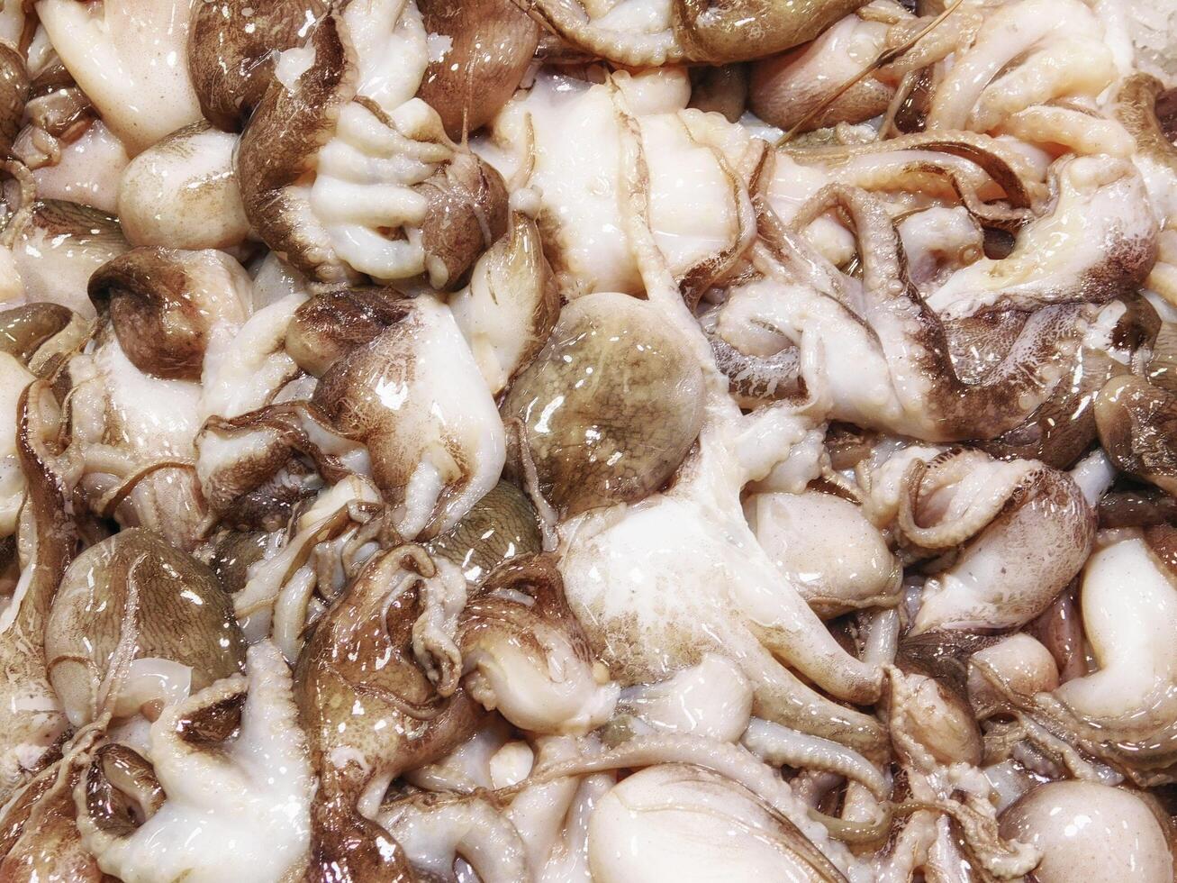 Octopuses in the kitchen photo