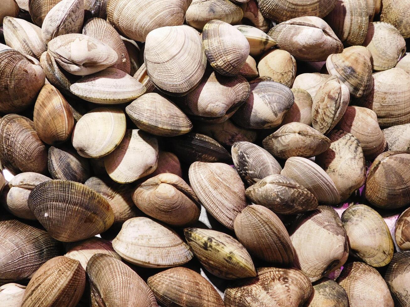 Clam texture in the kitchen photo
