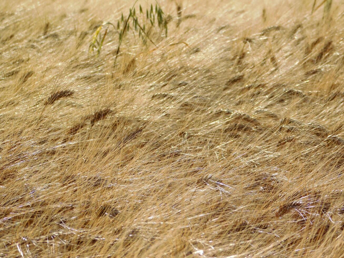 Wheat field outdoor photo