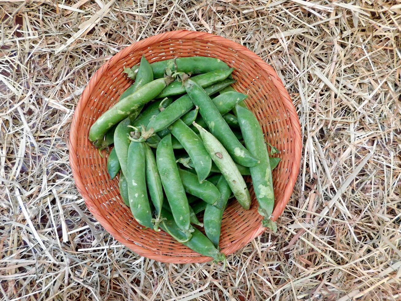 Peas in the garden photo