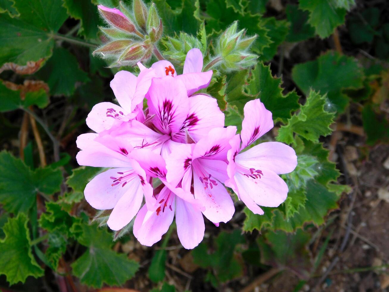 Flower in the garden photo