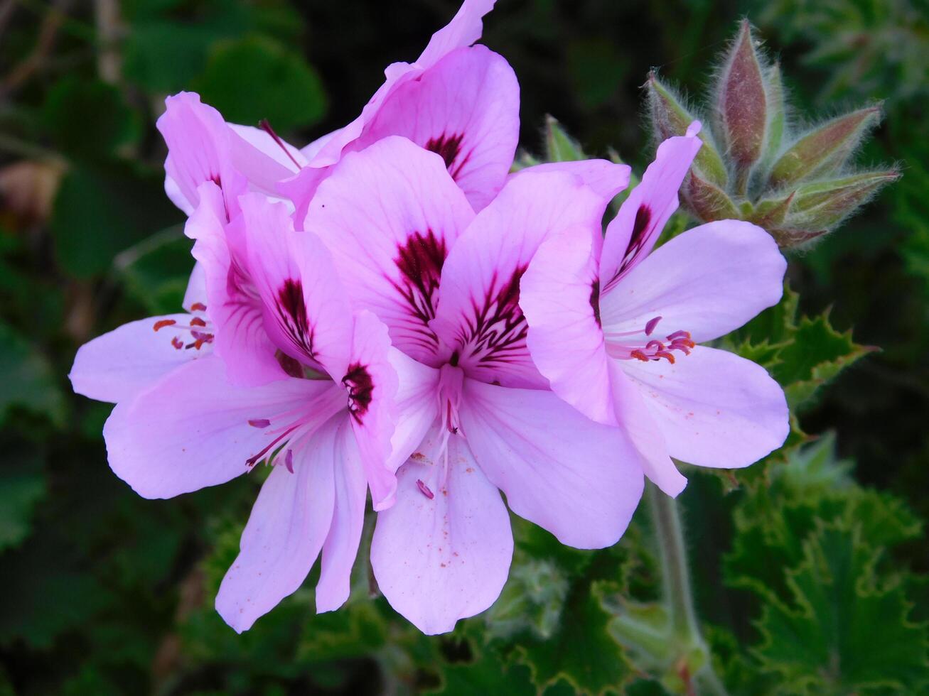 Flower in the garden photo