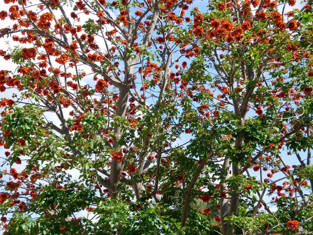 Tree in the garden photo